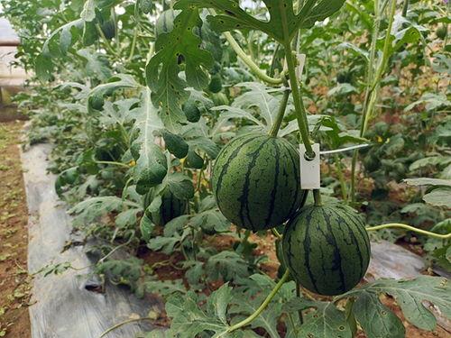 51最新吃瓜网,揭秘娱乐圈最新热点事件，带你领略幕后真相