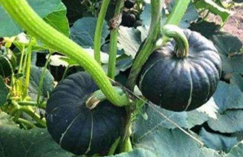 韩城网红事件吃瓜