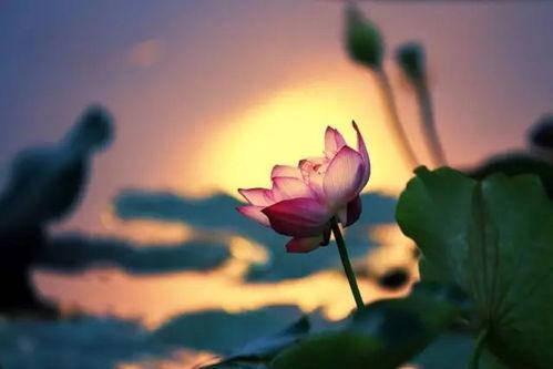 夏日情浓在线观看,浪漫邂逅，激情燃烧的夏日恋曲