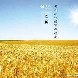 聊城芒种今日头条新闻,丰收时节，农事繁忙，头条聚焦乡村振兴新篇章