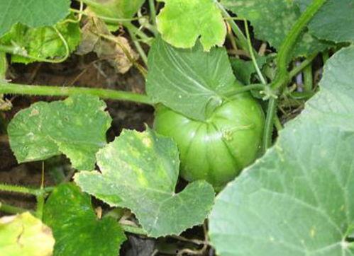 毛瓜不熟可以吃吗,毛瓜未熟可食用吗？揭秘毛瓜成熟度与食用安全