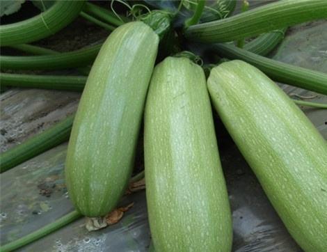 附子瓜吃有什么好处,养生佳品，健康益处多